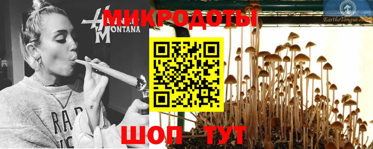 Галлюциногенные грибы Psilocybine cubensis Нижний Новгород